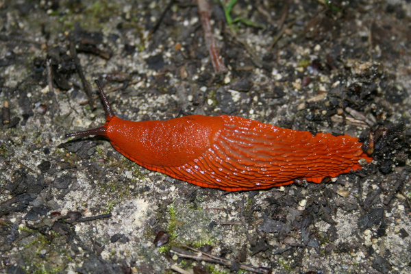 La grande limace rouge ou grande loche (Arion rufus) se trouve sur le sol des prairies et forêts par temps humide © Nicolas Macaire